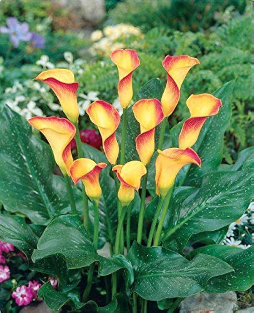 Calla Flower Seeds Red Yellow for Planting, 100 pcs