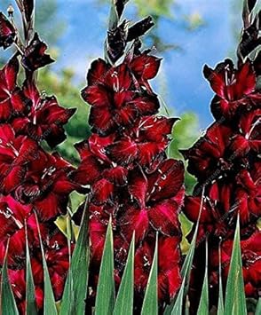 Flower Seeds, Seeds for Planting, Plant Seeds