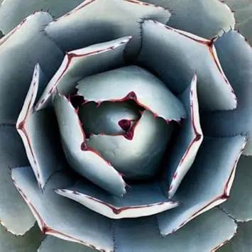 green agave flower seeds