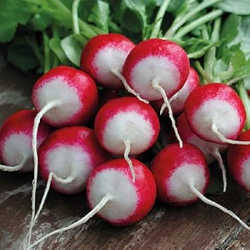 Red White Rainbow Radish Seeds for Planting