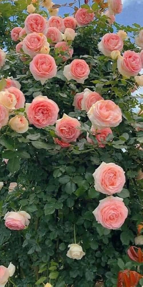 Peach Climbing Rose Flower Planting Seeds for Garden 100 pcs