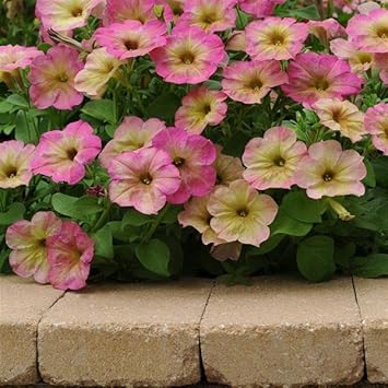 Flower Seeds, Seeds for Planting, Plant Seeds