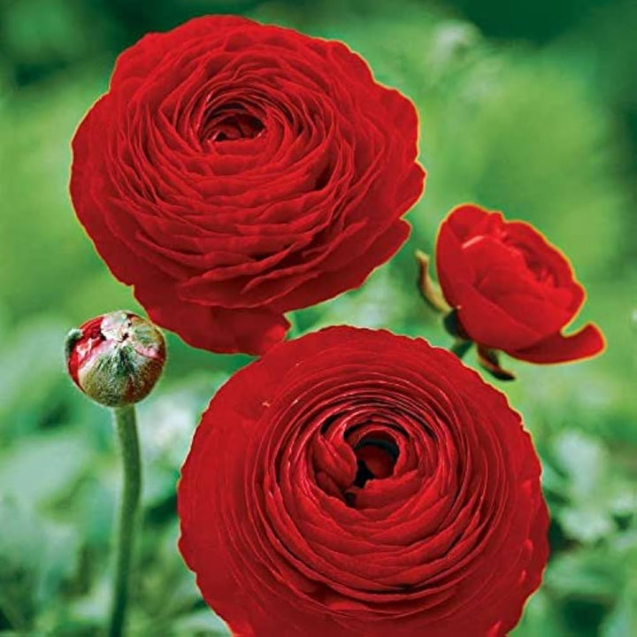 Red Ranunculus Flower Seeds for Planting – Heirloom, Non-GMO, High Germination Organic Garden Seeds