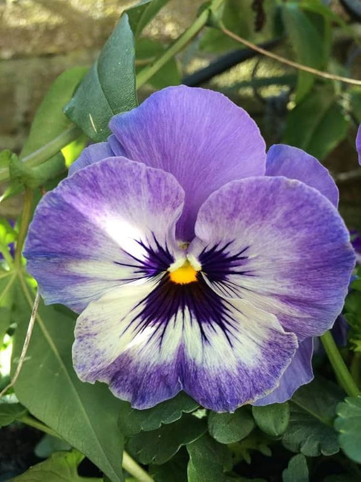 Fresh Pansy Flower Seeds for Planting, Blue Mix 100 pcs