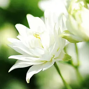 white double flower seeds