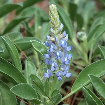 blue sky flower seeds