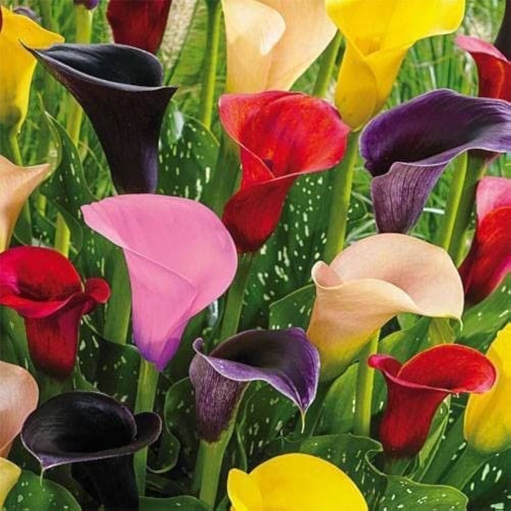 Calle Flower Seeds for Planting - 100 pcs