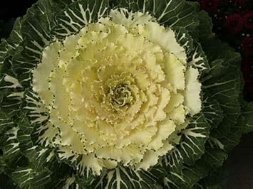 Flower Seeds, Seeds for Planting, Plant Seeds