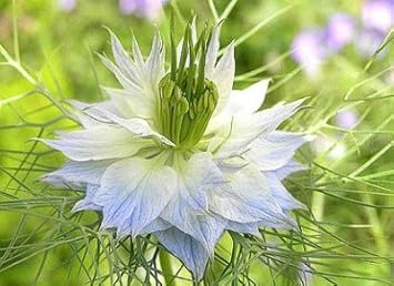 Flower Seeds, Seeds for Planting, Plant Seeds