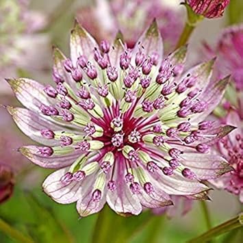 Flower Seeds, Seeds for Planting, Plant Seeds