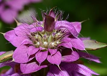 Flower Seeds, Seeds for Planting, Plant Seeds