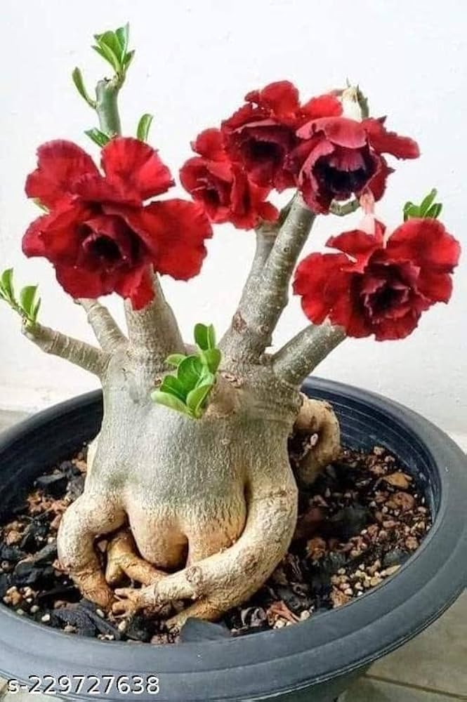 assorted desert flower seeds