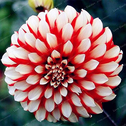 Mixed Two Color Dahlia Flower Seeds for Planting - 100 pcs