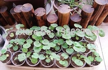 Flower Seeds, Seeds for Planting, Plant Seeds