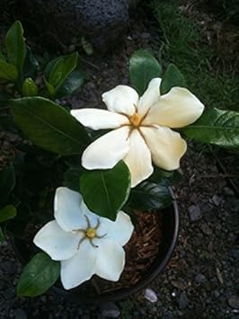 white jasminoides flower seeds