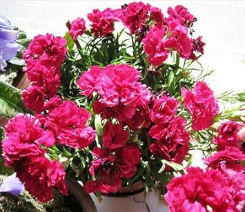 Flower Seeds, Seeds for Planting, Plant Seeds