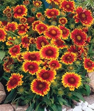 Red Sunflower Perennial Seeds for Planting