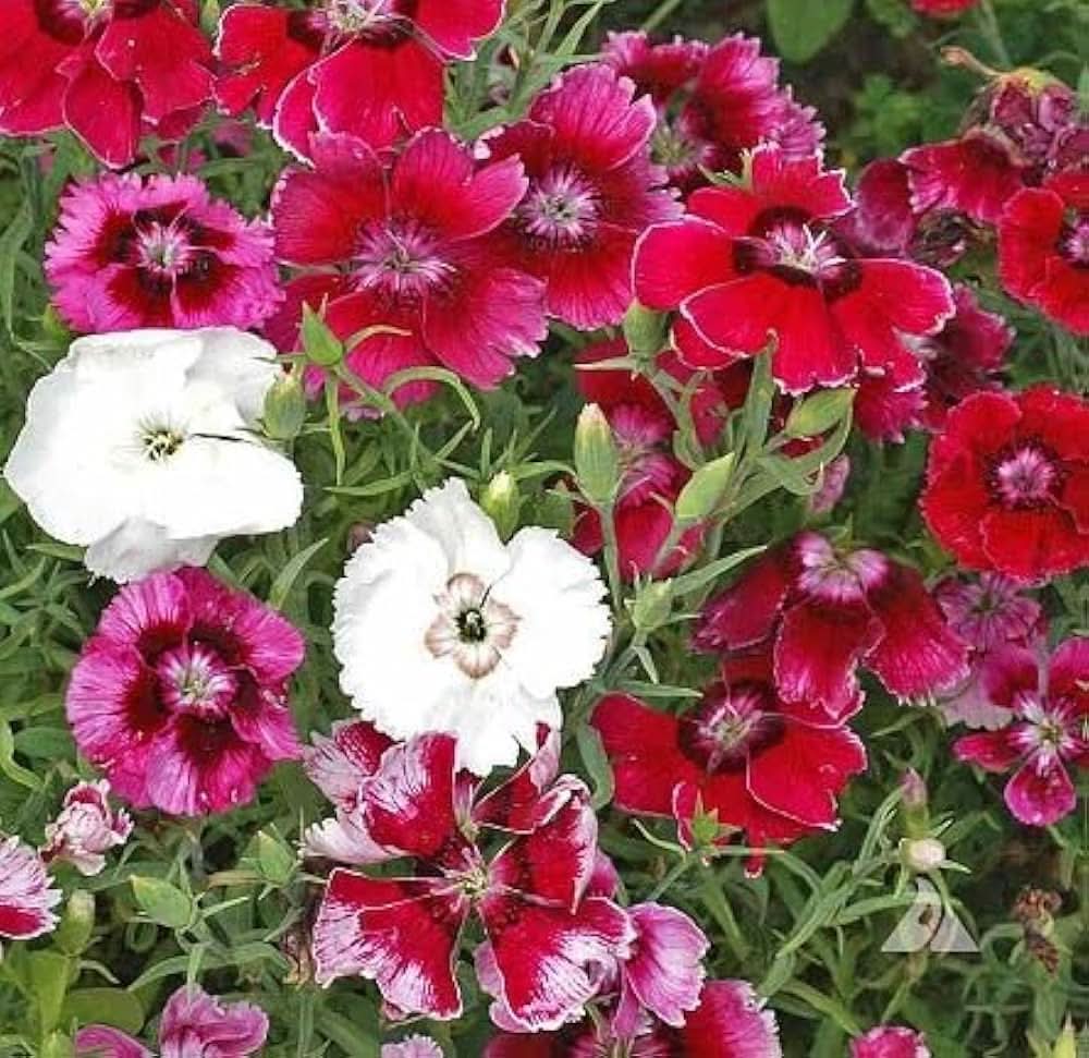dianthus dianthus flower seeds