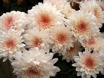 white pink flower seeds