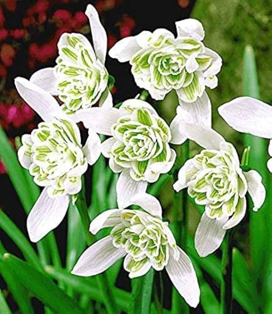 Sjældne duftende vintergækker (Galanthus nivalis 'Flore Pleno') Blomsterfrø til plantning - 100 stk.