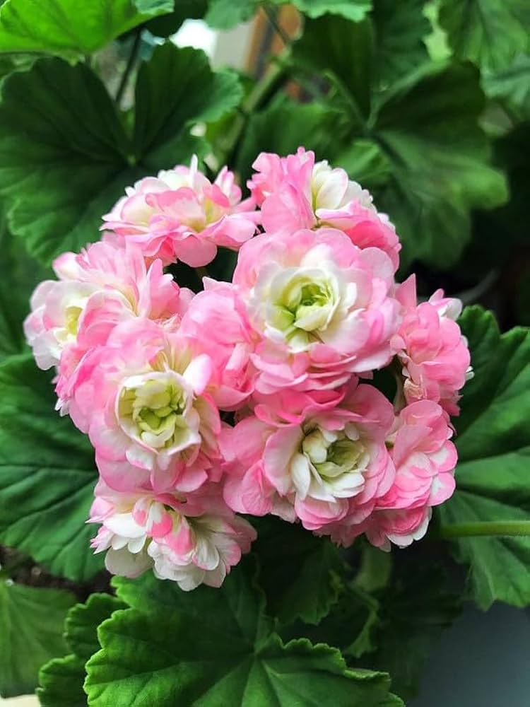 Geranium Pelargonium frø til udplantning - Hvid &amp; Pink 100 stk