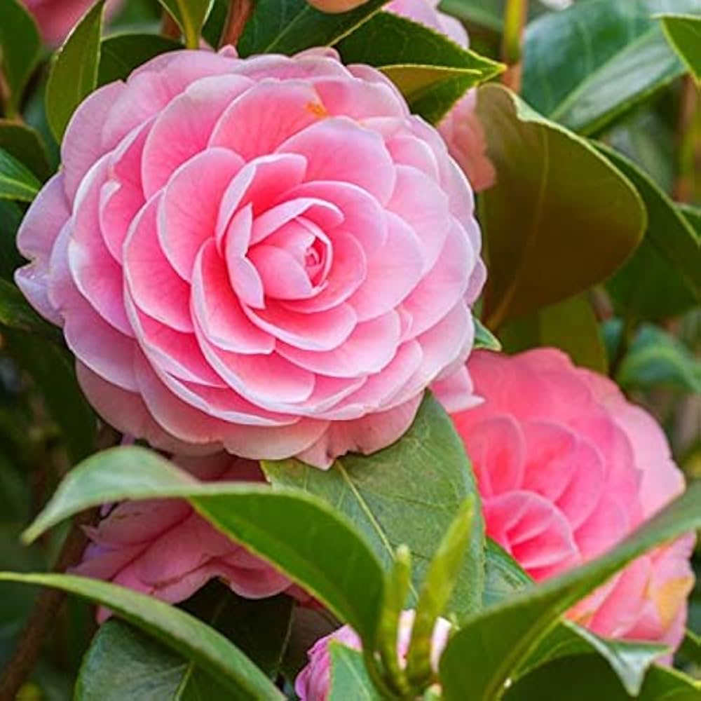 Lys orange Camellia Blomsterfrø til udplantning - 100 stk