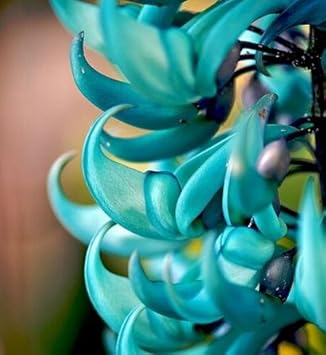 Flower Seeds, Seeds for Planting, Plant Seeds