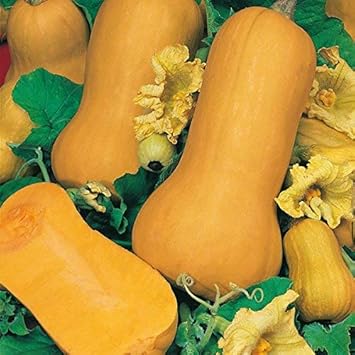 Yellow Butternut Seeds for Planting