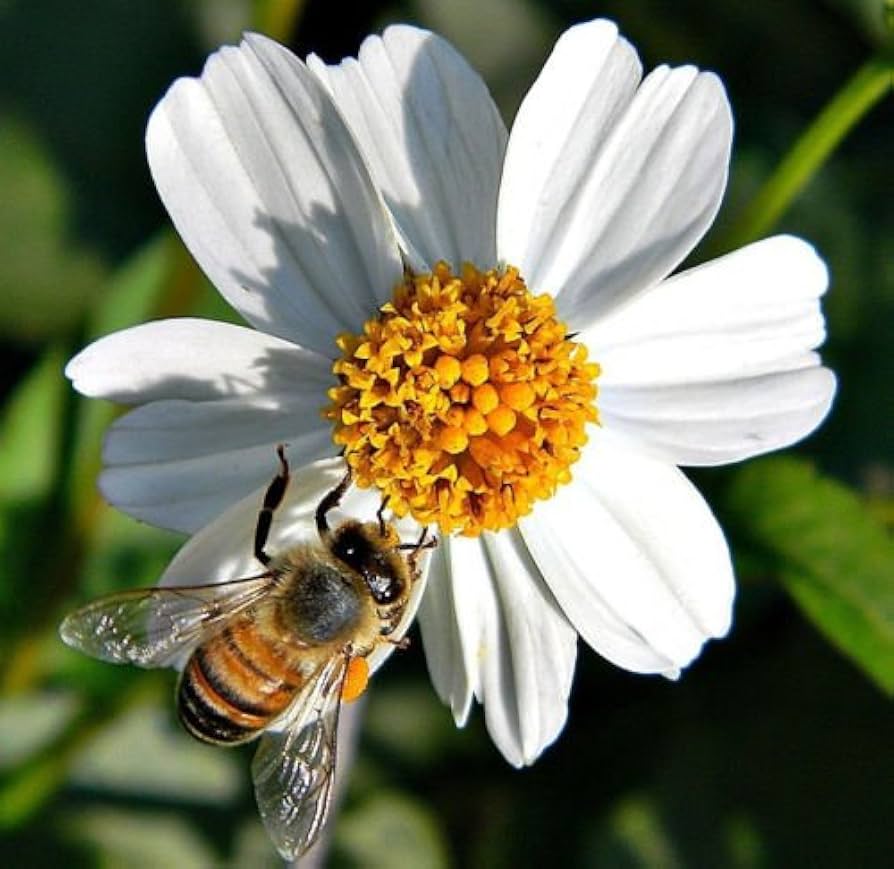 spanish needle flower seeds