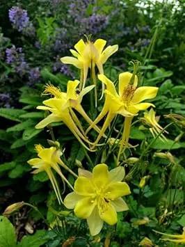 akelei pflanze flower seeds