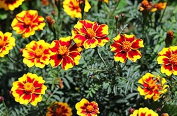 Flower Seeds, Seeds for Planting, Plant Seeds