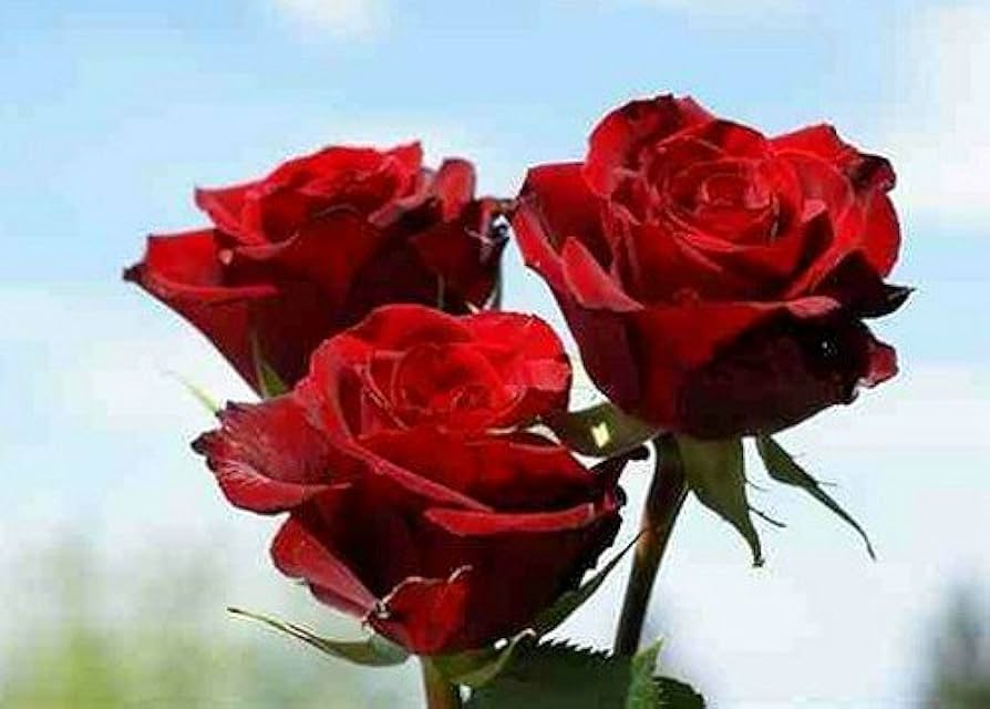 red heirloom flower seeds