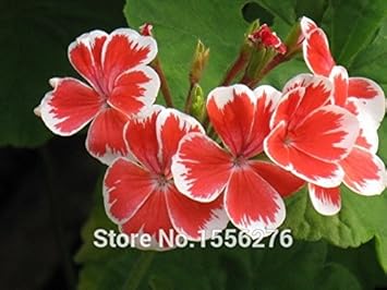Flower Seeds, Seeds for Planting, Plant Seeds