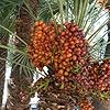 Medjool Date Palm Seeds for Planting – Heirloom, Non-GMO, Sweet Fruit Tree for Home Garden & Tropical Landscapes