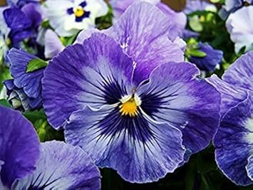 Blue and Purple Pansy Seeds for Planting
