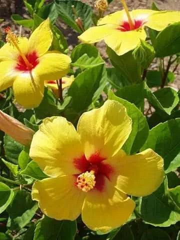 yellow giant flower seeds