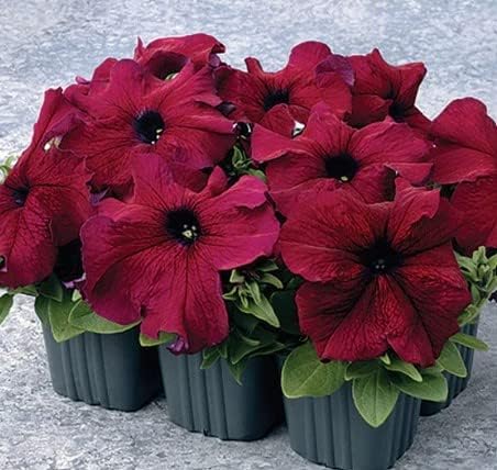 Burgundy Petunia Flower Seeds for Planting - Heirloom, NON-GMO Garden Seeds - Vibrant Blooms