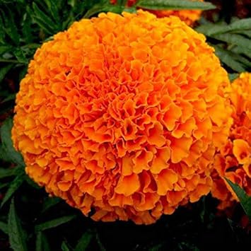 Organic Dark Orange Marigold Flower Seeds for Planting