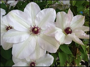 Flower Seeds, Seeds for Planting, Plant Seeds