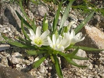 white nevadensis flower seeds