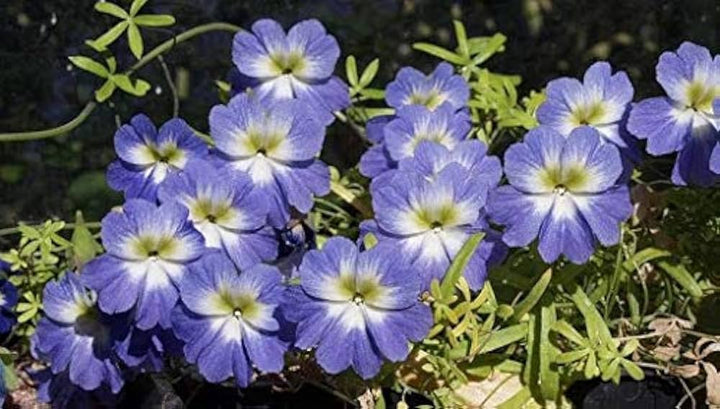 Blue Nasturtium Flower Seeds for Planting - 100 pcs