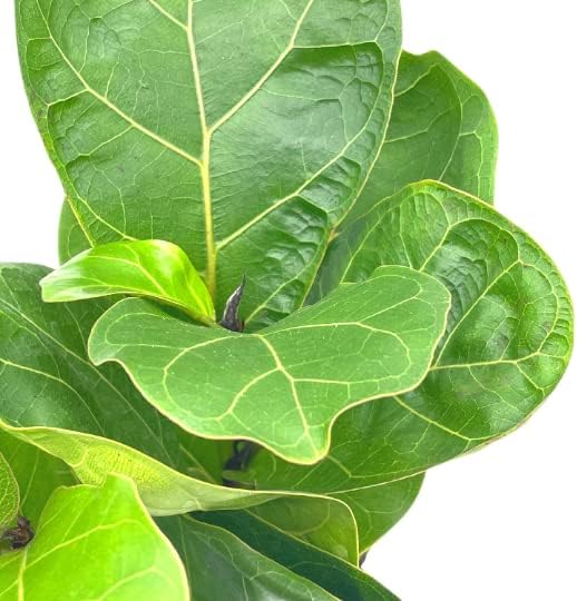 Green Ficus Lyrata Tree Plant Seeds for Planting – Heirloom Non-GMO | High Germination Organic Garden Seeds