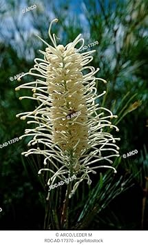 Flower Seeds, Seeds for Planting, Plant Seeds