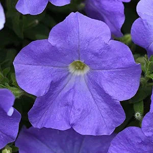 blue blue flower seeds