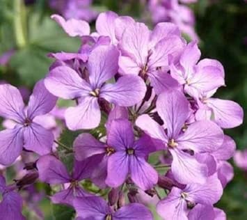 night scented flower seeds