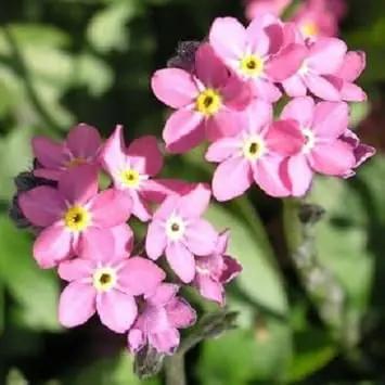 pink myosotis flower seeds