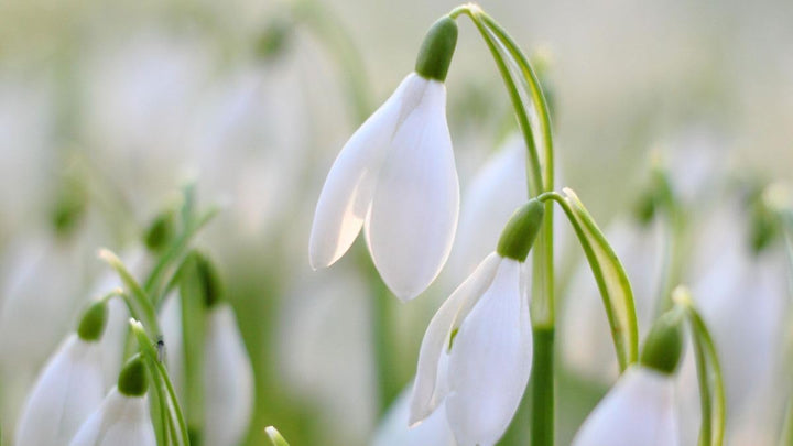 Flower Seeds, Seeds for Planting, Plant Seeds