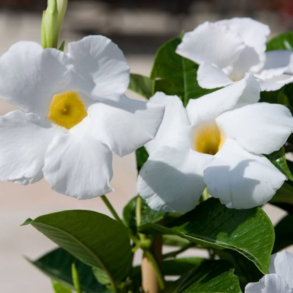 White Mandevilla Flower Seeds for Planting – Heirloom, Non-GMO, High Germination Tropical Climbing Vine Seeds