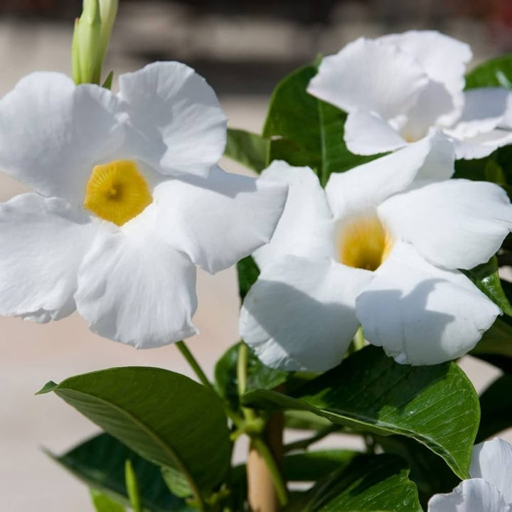 White Mandevilla Flower Seeds for Planting – Heirloom, Non-GMO, High Germination Tropical Climbing Vine Seeds