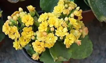 yellow kalanchoe flower seeds